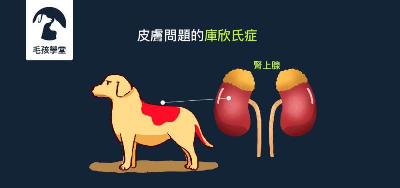 狗狗庫欣氏症是什麼？原因、症狀、診斷與治療重點一次看